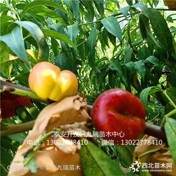 金秋紅蜜桃樹(shù)苗、金秋紅蜜桃樹(shù)苗多少錢一棵、金秋紅蜜桃樹(shù)苗今年批發(fā)價(jià)格