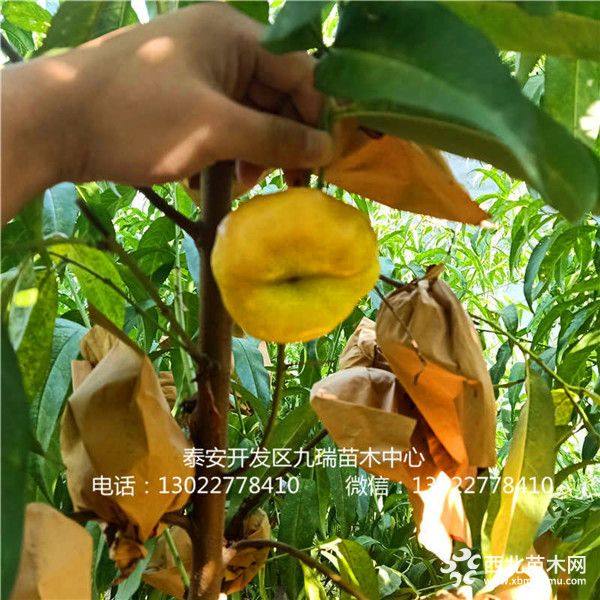 金秋紅蜜桃樹(shù)苗、金秋紅蜜桃樹(shù)苗多少錢一棵、金秋紅蜜桃樹(shù)苗今年批發(fā)價(jià)格