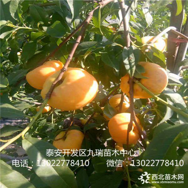 永莲蜜桃树苗、永莲蜜桃树苗价格、永莲蜜桃树苗基地报价