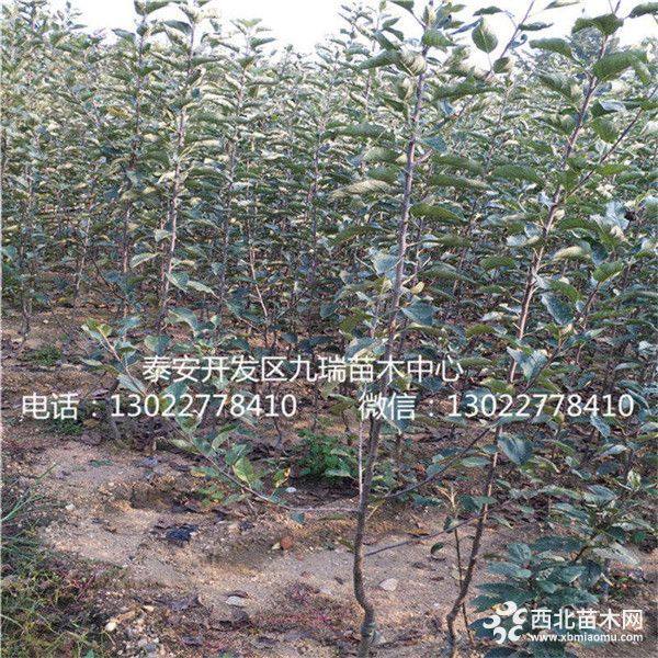 维纳斯黄金苹果苗多少钱、维纳斯黄金苹果苗供应基地