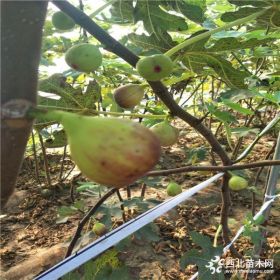 1公分布莱瑞克无花果树苗批发价格 大青皮无花果树苗报价多少钱