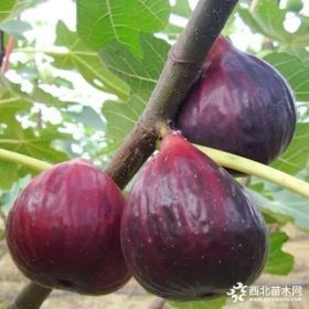 无花果苗多少钱一棵、无花果苗价格、无花果苗培育技术