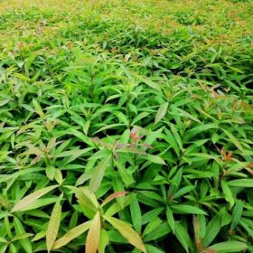 木荷小苗基地，出售木荷小苗，木荷小苗