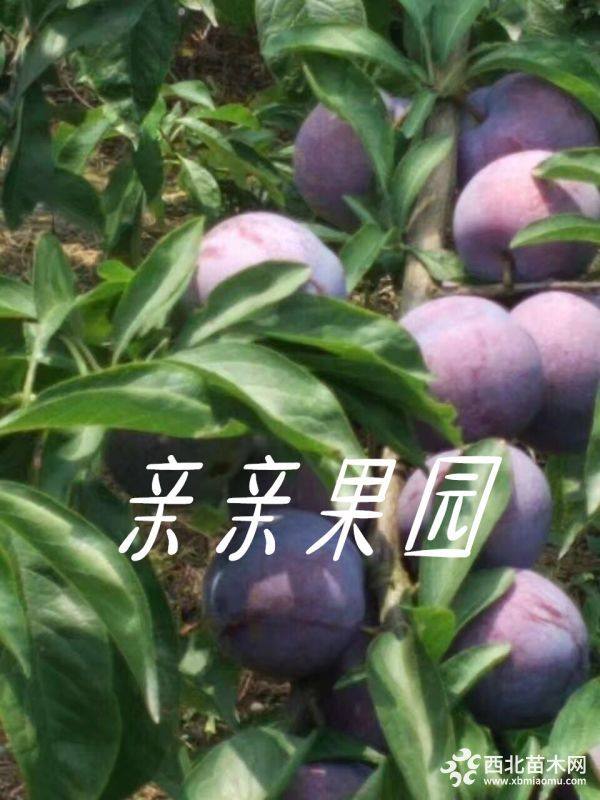 五月脆李树苗