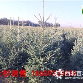 甘肃云杉-质量好-价格便宜-种植数量大