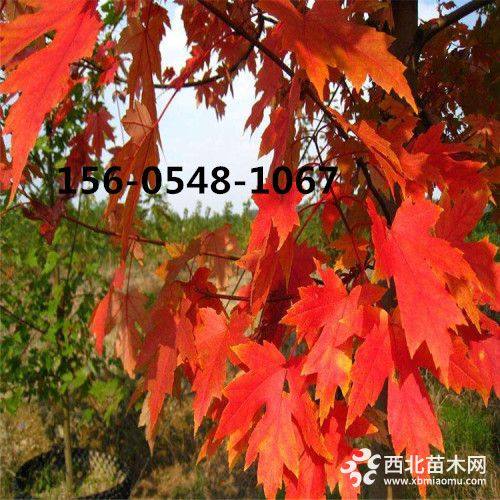 紅點(diǎn)紅楓