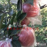 鲁丽苹果树苗哪里卖、早熟苹果树苗哪里有卖的、3公分苹果树价格