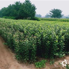 石榴苗多少钱一棵 石榴苗批发哪家好 石榴苗基地