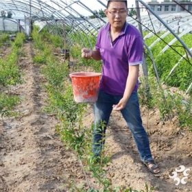 石榴苗基地，2公分石榴苗价格,石榴苗种植