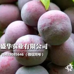 2020年種植脆紅李苗怎么樣，新品種脆紅李苗低價(jià)直銷基地