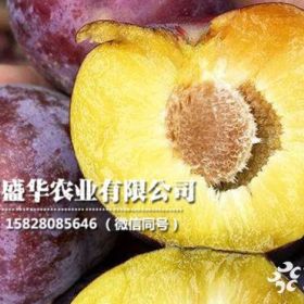 重庆脆红李苗品种，嫁接脆红李子树苗价格