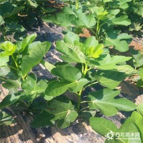 盆栽无花果庭院栽培无花果苗