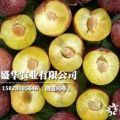 陜西脆紅李苗價(jià)格，批發(fā)脆紅李子樹苗種植方法