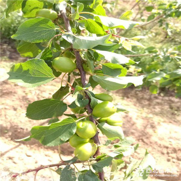 鲁丽苹果树苗