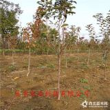 哪里批发早熟苹果树苗、2公分鲁丽苹果树苗哪里有卖的 苹果苗价格