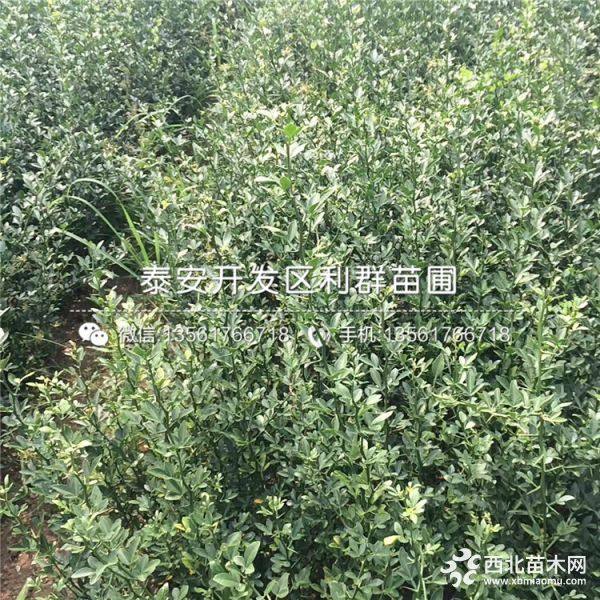 枳殼苗出售、枳殼苗價格、枳殼苗基地