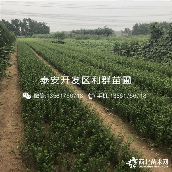 枸橘苗批发 枸橘苗价格 枸橘苗基地