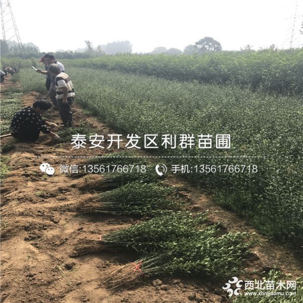 枸橘苗批发 枸橘苗价格 枸橘苗基地