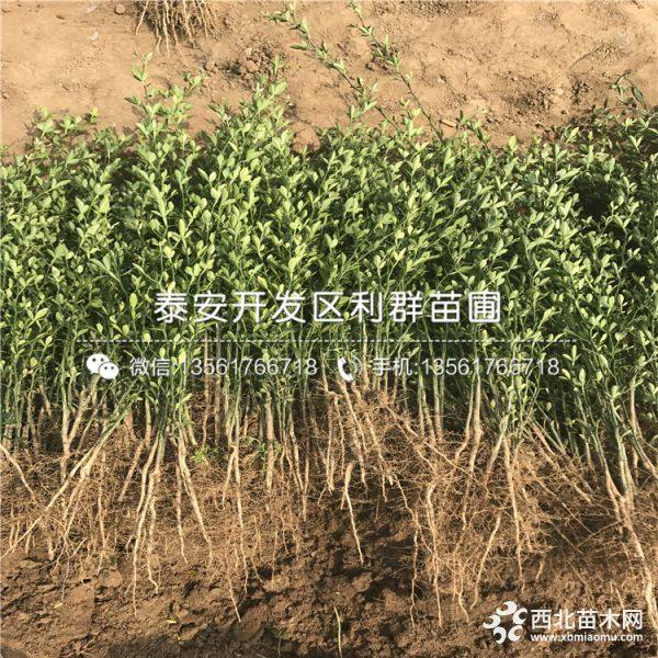 枳壳树苗、枳壳树苗批发、枳壳树苗基地