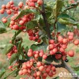 大紅袍花椒苗批發(fā)價(jià)格 60公分花椒苗誠信經(jīng)營