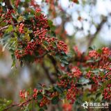 0.5公分花椒苗基地直銷 大紅袍花椒苗農(nóng)戶直銷