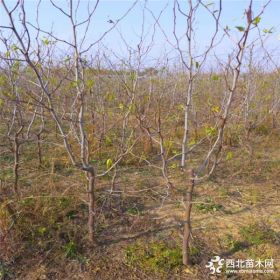 1公分枣树苗哪里有卖 泰安枣树苗基地 供应嫁接沾化冬枣枣树苗