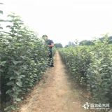 红色之爱苹果苗价格 出售红色之爱苹果苗基地