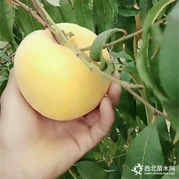 黄桃树苗