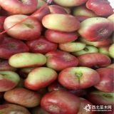 桃樹(shù)苗哪里有賣(mài)的，中華壽桃樹(shù)苗哪里賣(mài)-不軟果桃樹(shù)苗哪里賣(mài)