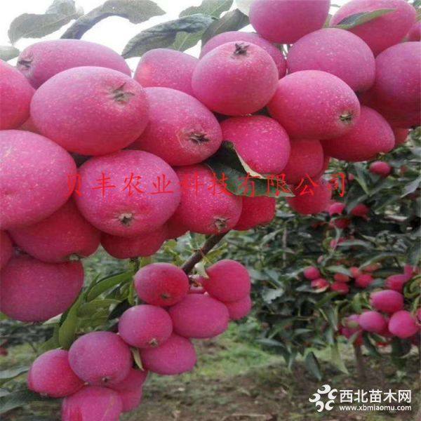 蘋(píng)果樹(shù)苗好品種