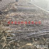 晚熟苹果树苗哪里有-鸡心果树苗基地价格-1公分苹果苗