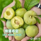 青脆李子苗價(jià)格,2020青脆李子苗種植技術(shù)