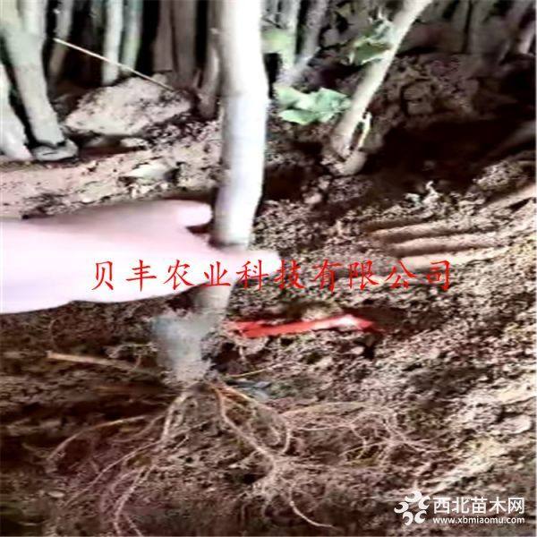 苹果树苗价格