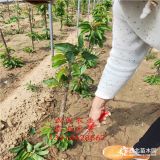 櫻桃苗新品種，矮化櫻桃苗多少錢,吉塞拉6號櫻桃樹苗基地