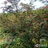 大紅袍花椒苗哪家好 九葉青花椒苗品種純正