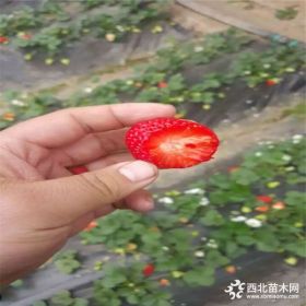 草莓苗什么时间种植、哪里出售草莓苗、奶油草莓苗