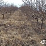 新品种杏树苗 批发杏树苗基地 凯特杏树苗哪里有