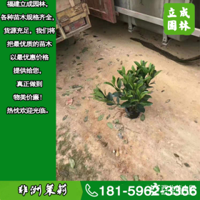 质优价廉城市街道绿化植物非洲茉莉哪里有