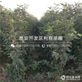 红心苹果苗品种介绍、红心苹果苗多少钱一棵