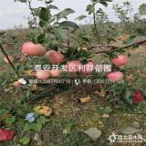 哪里有明月苹果树苗、明月苹果树苗价格多少