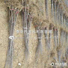 众成1号苹果树苗价格、2019年众成1号苹果树苗价格