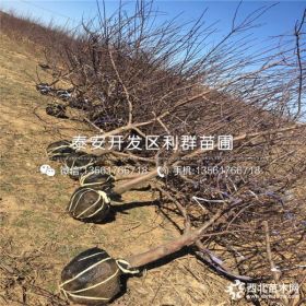 烟富苹果苗、烟富苹果苗多少钱一棵、烟富苹果苗新品种