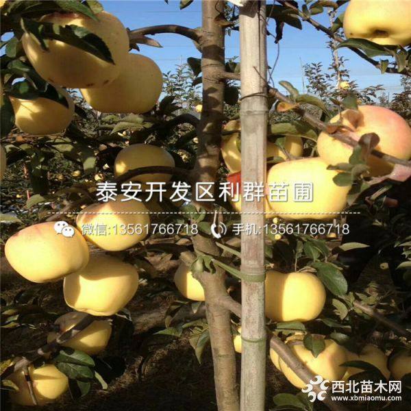 红心苹果树苗价格、红心苹果树苗多少钱一棵