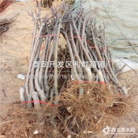 华玉苹果树苗价格、华玉苹果树苗多少钱一棵