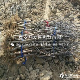 矮化苹果苗品种介绍、矮化苹果苗多少钱一棵