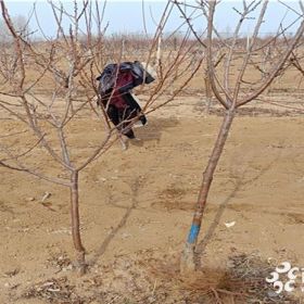 杏树苗基地，凯特杏树苗价格，万恒丰杏树苗批发基地