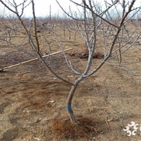 杏樹苗品種，凱特杏樹苗出售，萬恒豐珍珠油杏樹苗基地