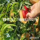 风味天后油蟠桃树苗、风味天后油蟠桃树苗中心