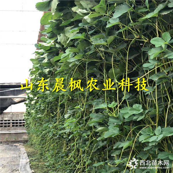 奶油草莓苗，奶油草莓苗种植与管理