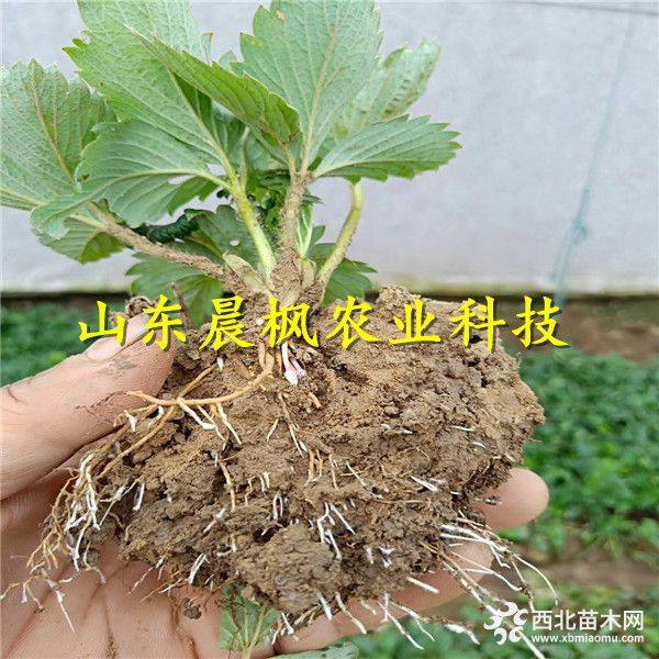 妙香草莓苗 妙香草莓苗价格 妙香草莓苗基地